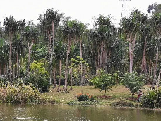 遇露兜樹生長在海邊