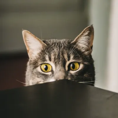 Jawwny 職涯探索計畫