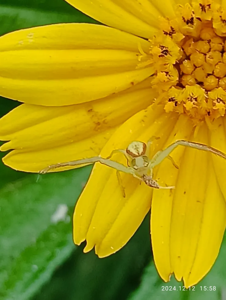蟛蜞菊花約十元硬幣！千萬億朵讓我遇見約一花片的透明蜘蛛，自拍攝片