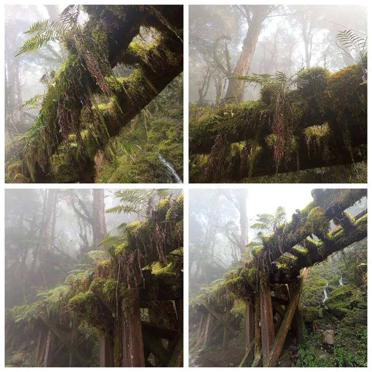 日治時期運送木材之鐵軌，鋪上層層綠苔蘚，在加上霧氣繚繞，對比色彩鮮明，造就歷史美景