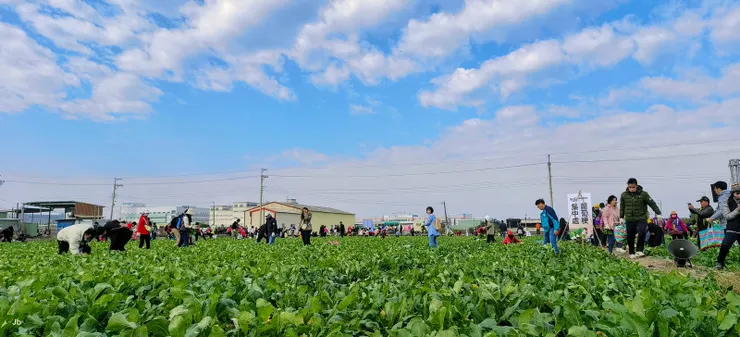 一家一個茄芷袋收穫晶瑩滿滿 回味兒時唱的歌喜聽童稚歡笑