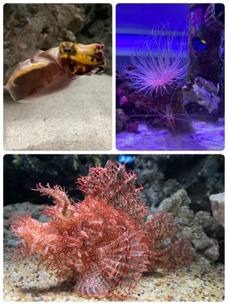 可以看到平常少見的海生動物