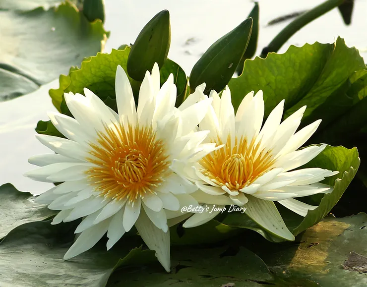 ▲2024桃園蓮花季/圖片來源:Betty's Jump Diary