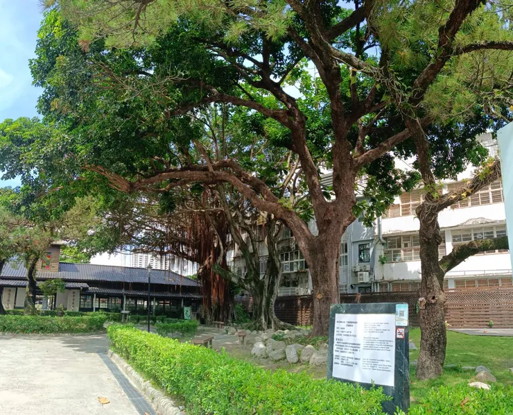 鐵道文化園區右側靜謐的老樹群