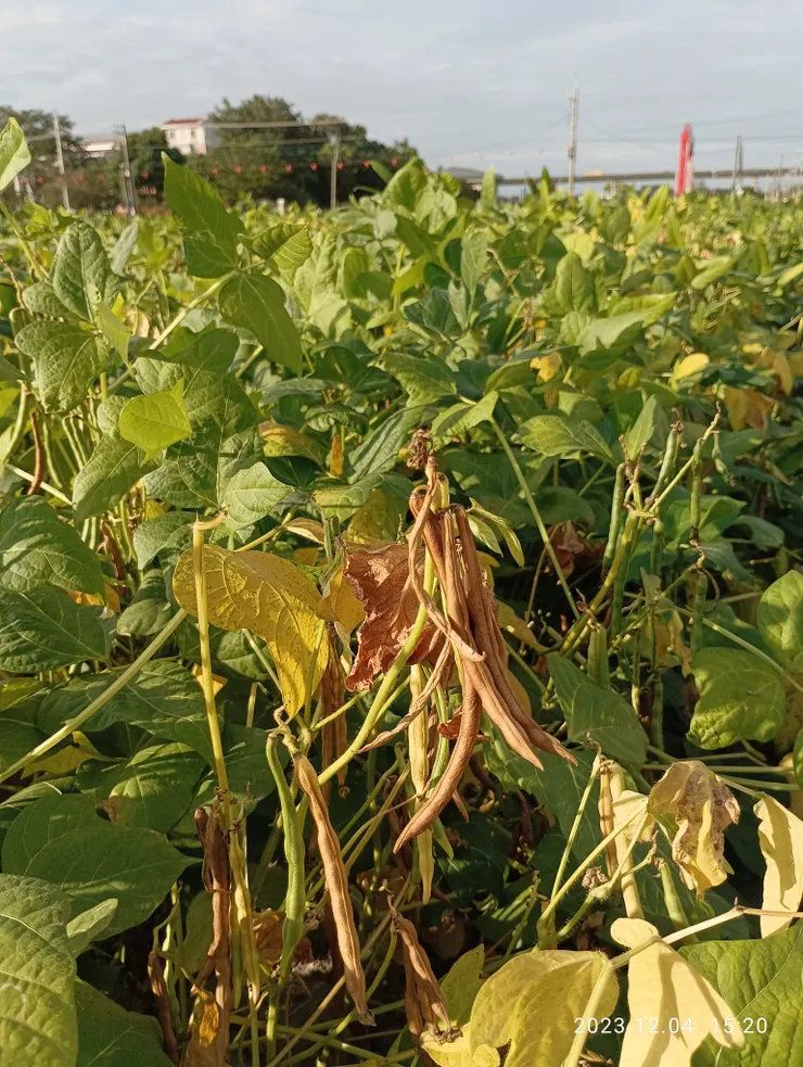 所經萬丹農地幾種植紅豆，漸可收成了