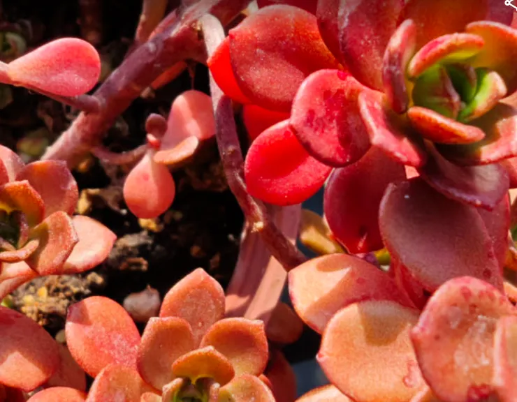 這盆紅得發亮的「小玫瑰」,差點被我澆死