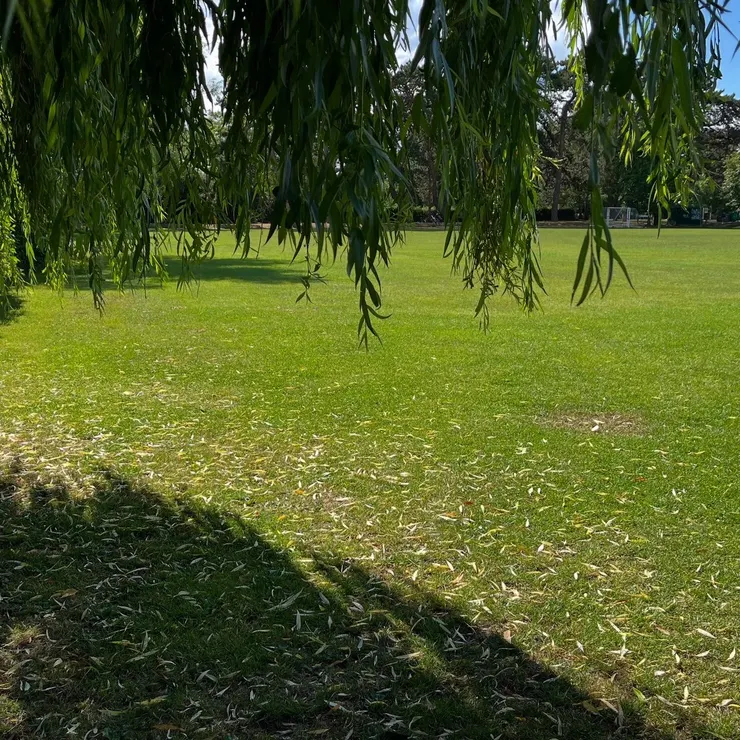 今天，我在這片草地上寫下文字
