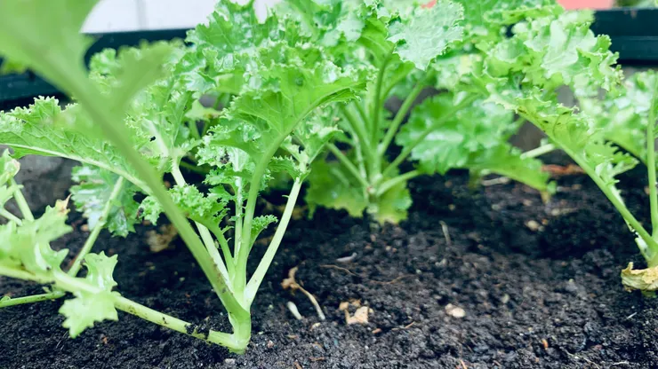 有人能找到蚜蟲在哪裡嗎?(解答在文章最下方,如果有人想知道的話....)