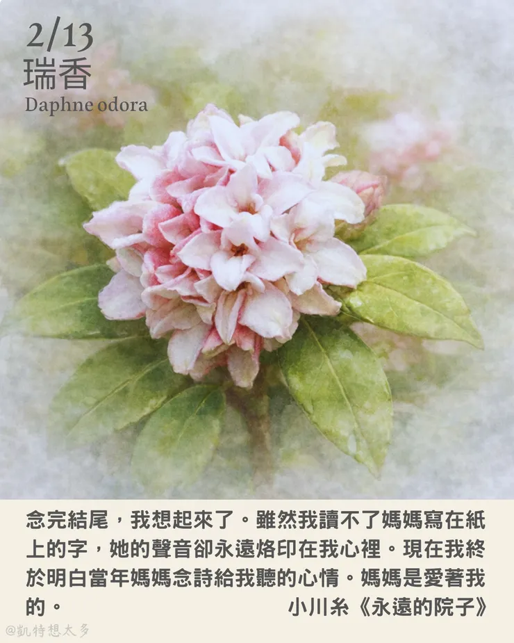 《一日一花・一句》｜2 月 13日｜瑞香×小川糸《永遠的院子》