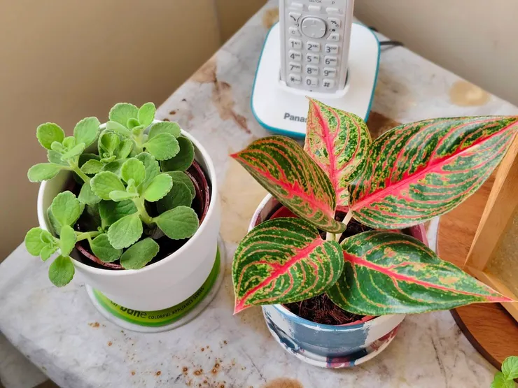 自然植物療癒我們的心