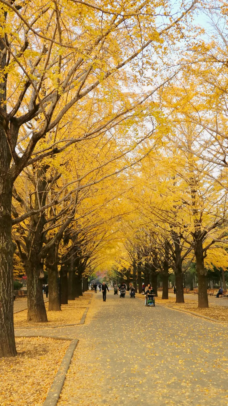 園區中間的銀杏大道