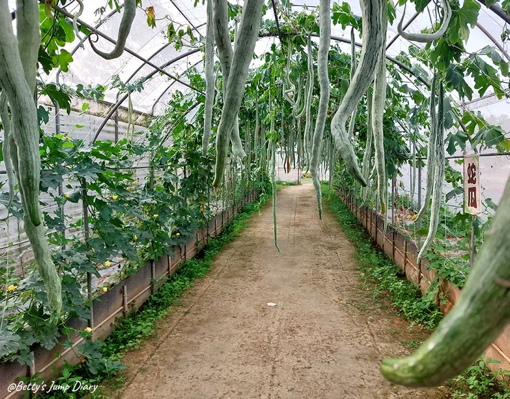 ▲2024桃園蓮花季/圖片來源:Betty's Jump Diary