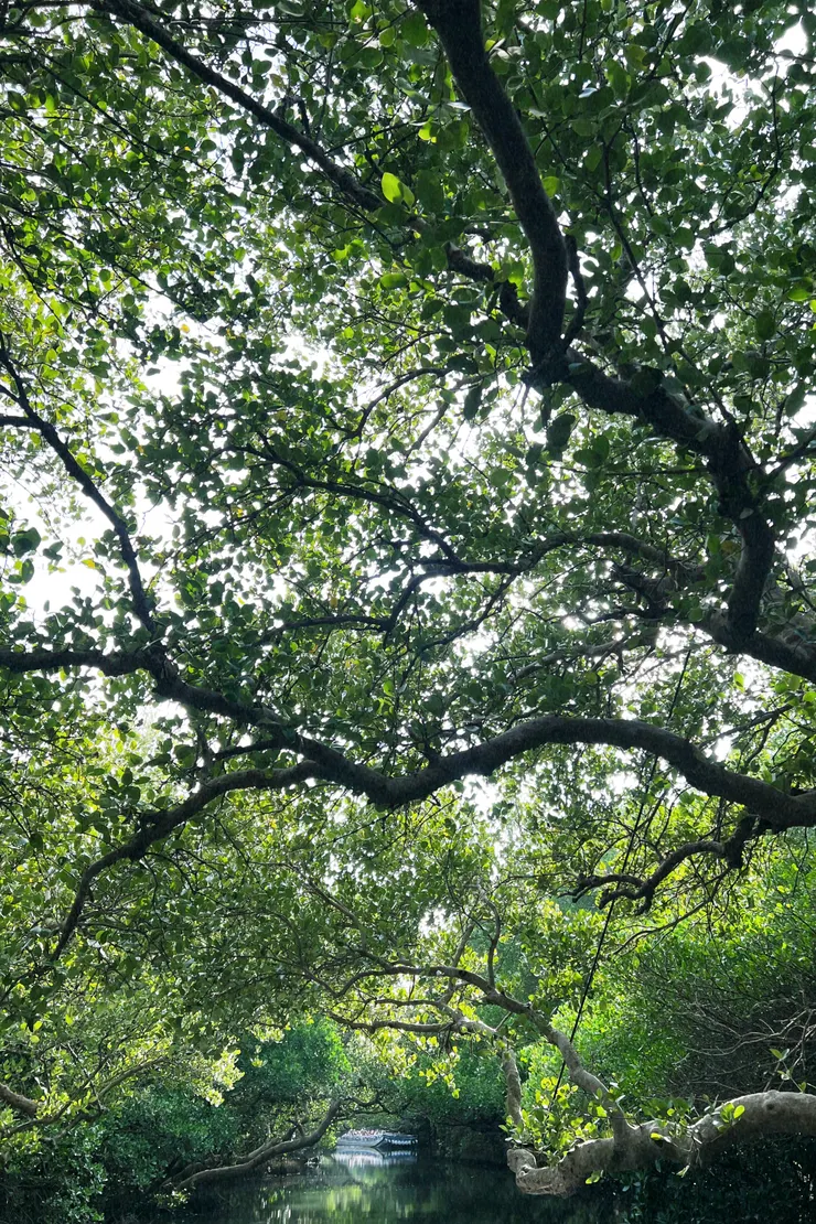 圖3 四草綠色隧道景色