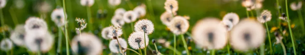 蒲公英希望基金會的沙龍