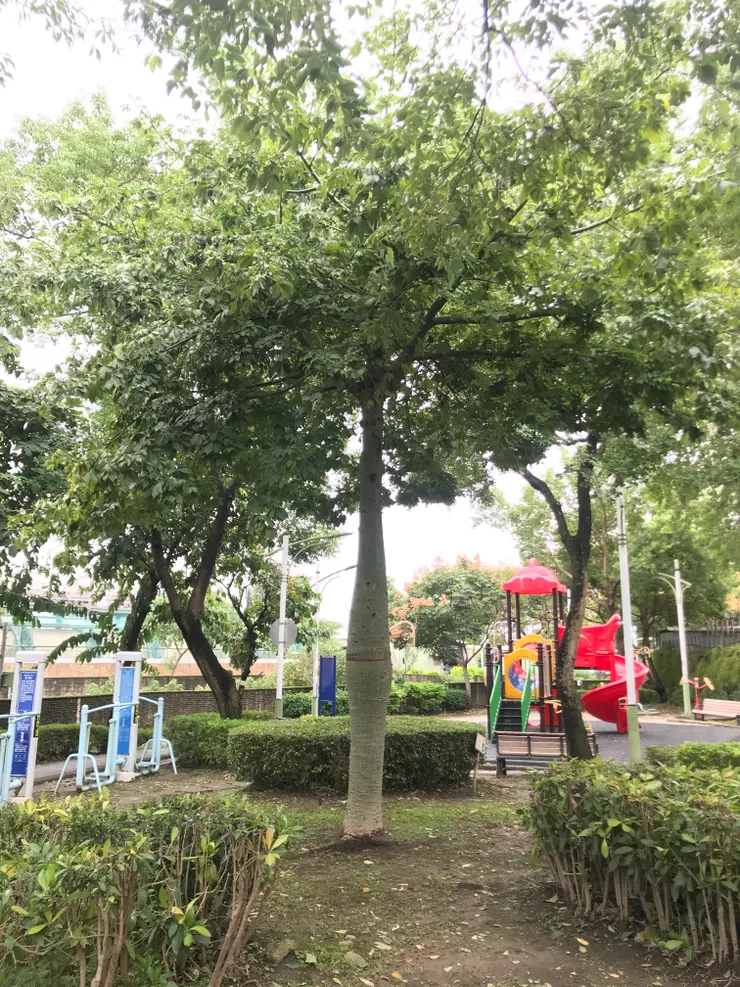 拆掉支架安然度過康芮颱風的小美