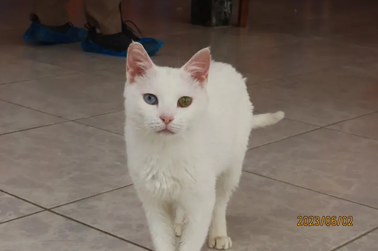 圖七: 牠的右眼是藍色，左眼則是琥珀色。