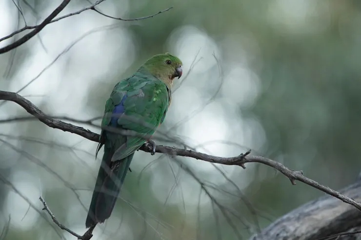 Australian King-Parrot