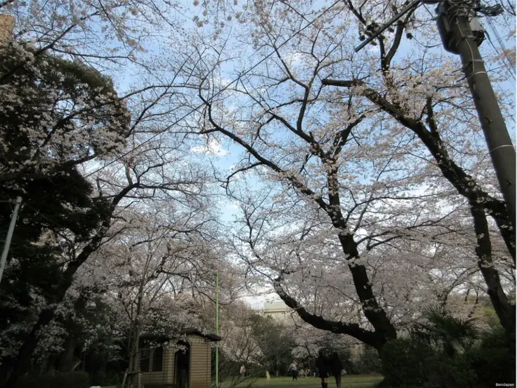 真間台公園 2025年攝影