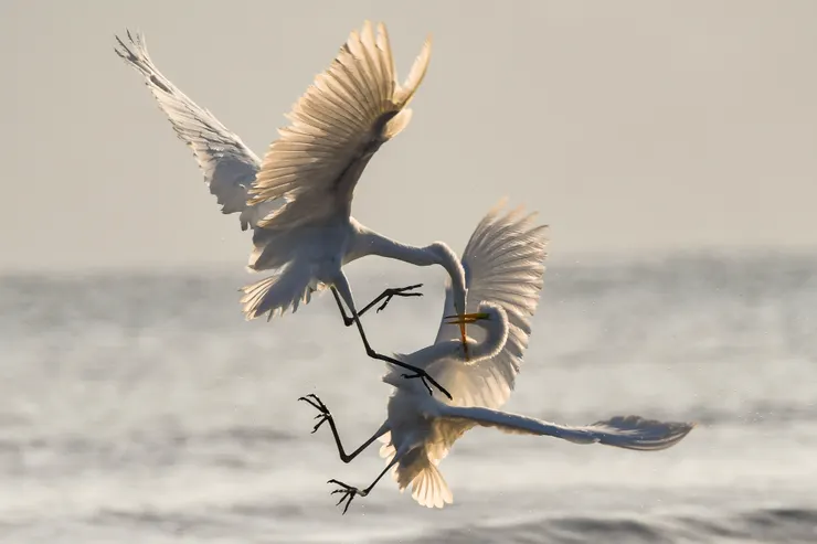 乾你媽,不爽來打架啊!我就是要做混蛋!