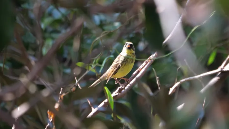 黃喉黑臉鵐（男）（新tick）