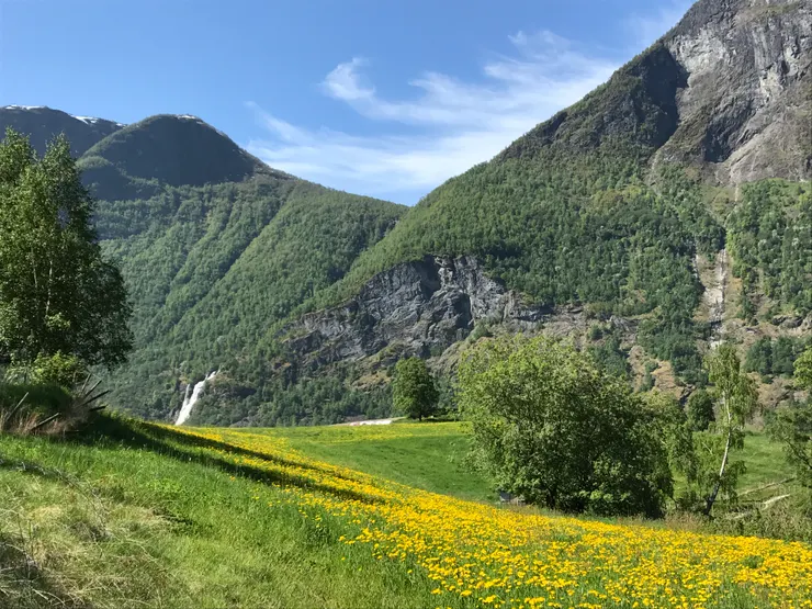 滿地的小黃花,自顧自的綻放著