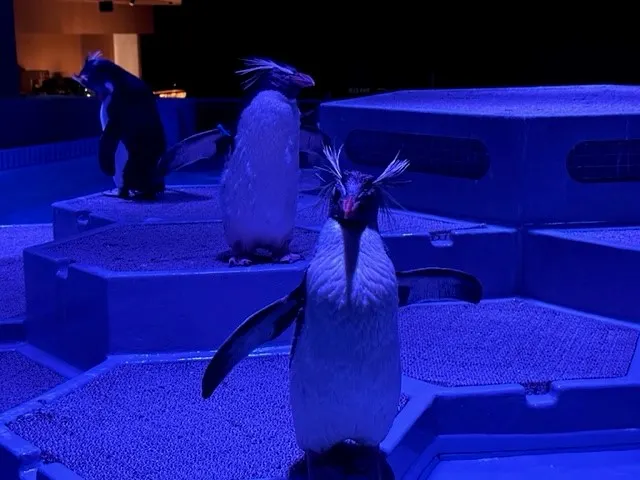 AOAO水族館
