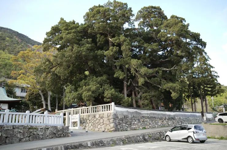 從停車場看寶生院真柏