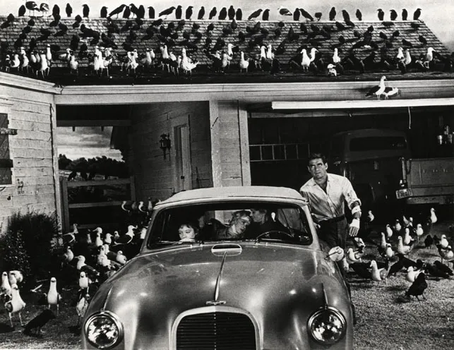 聚集在主角家門前的鳥群，都是實拍，光這個數量就讓人密集恐懼