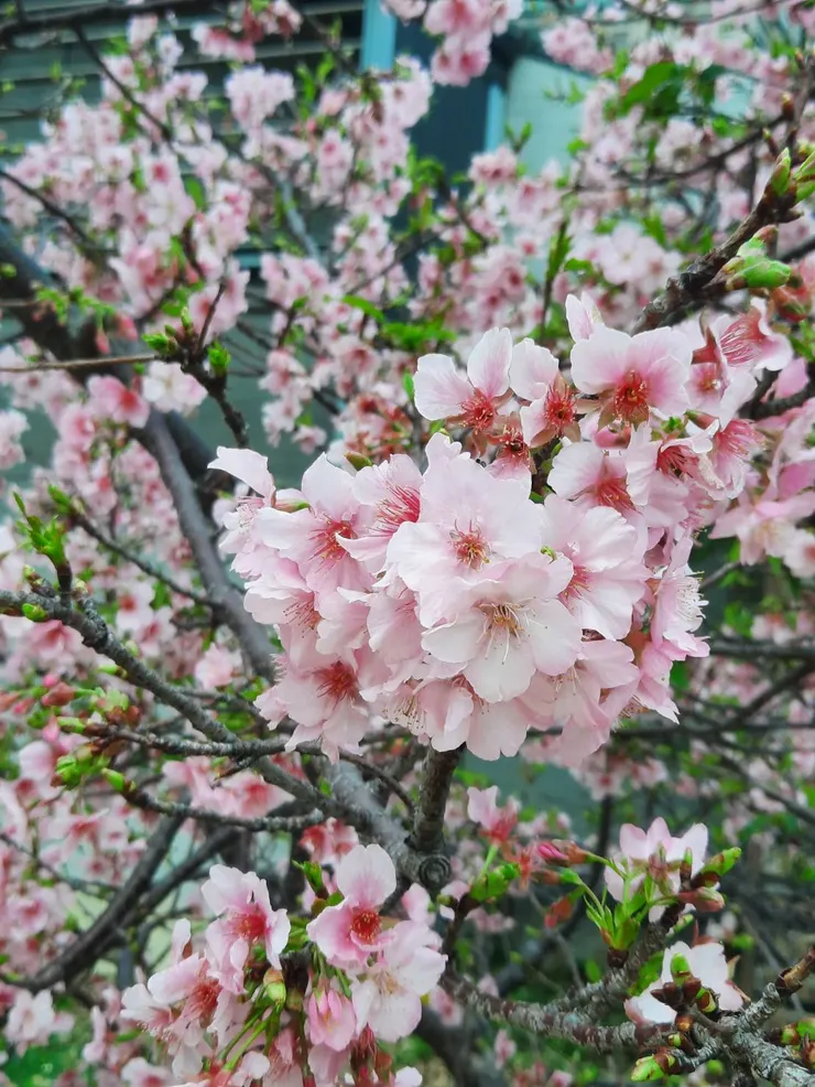 花開的那一刻，剛剛好。