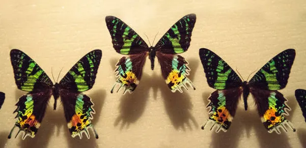 日落蛾標本。引用自無版權圖庫