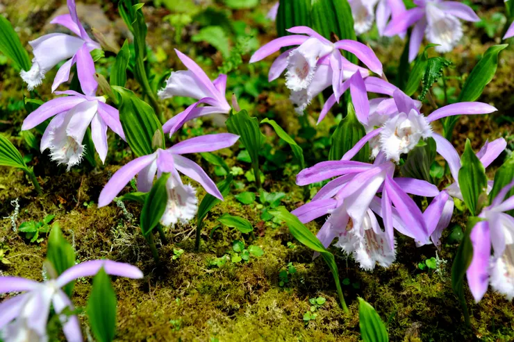 【一葉蘭展示室裡的一葉蘭,就拍她做代表。】