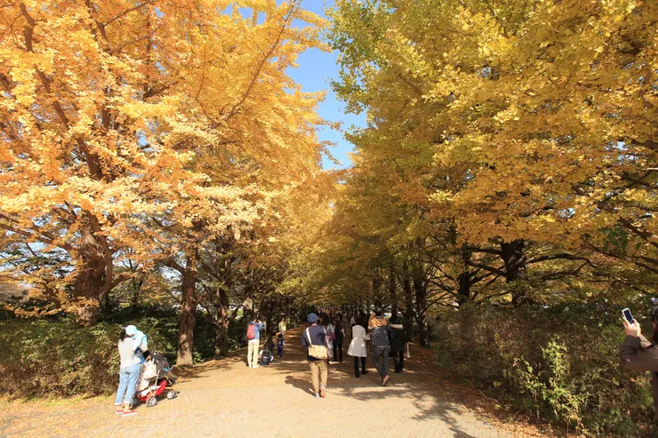 2016秋天帶祐到東京看銀杏~黃澄澄的金色小鳥