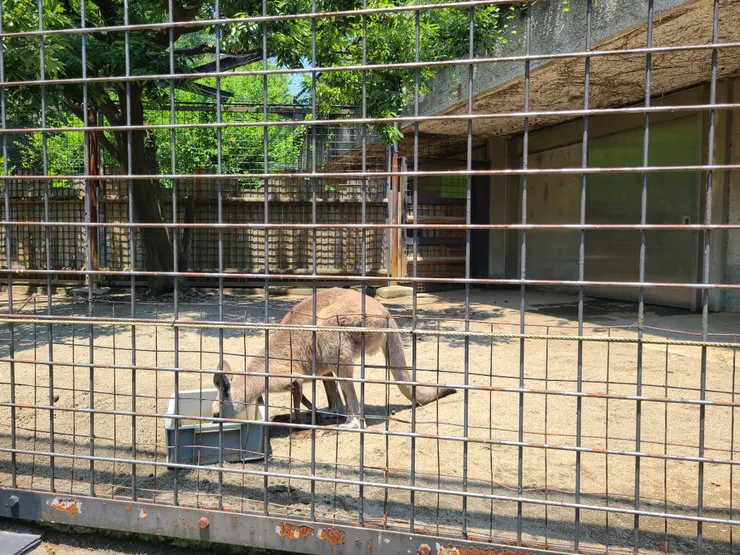 上野動物園袋鼠