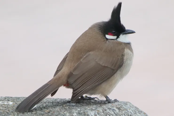 我家附近的紅耳鵯總是胖得沒有脖子