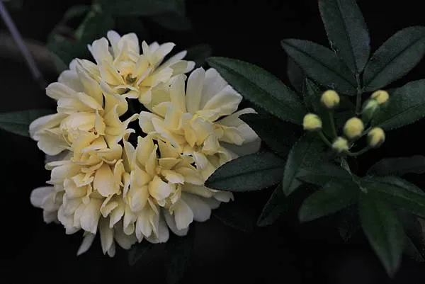 荼蘼花常與木香花混淆。圖中為黃木香，其叢生的傘型花序，實與單生於枝頭的荼蘼不同