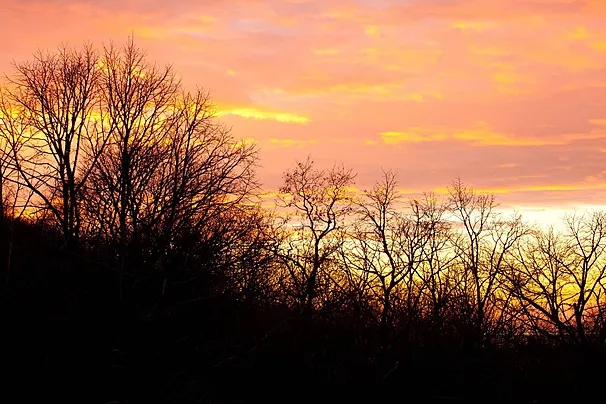 細聽叢林之聲，自然就是這樣優美。