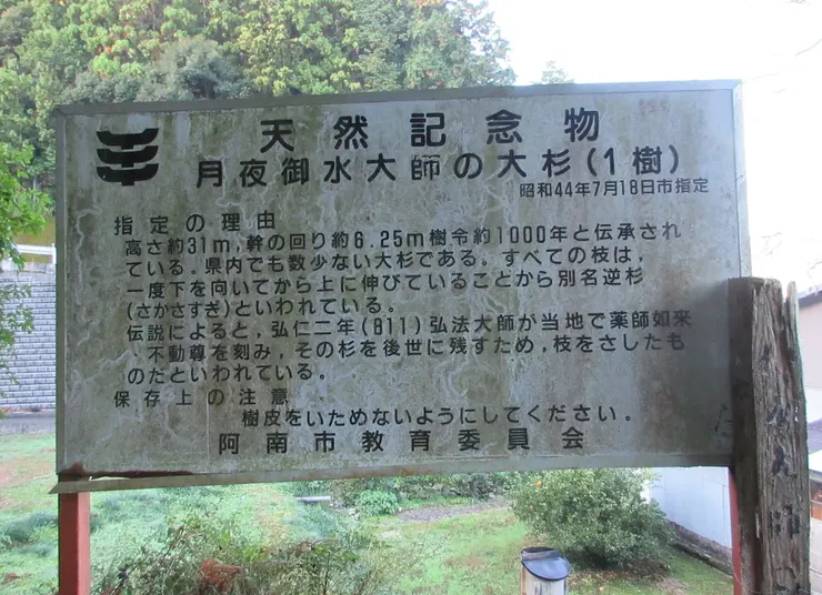 月夜御水大師大杉