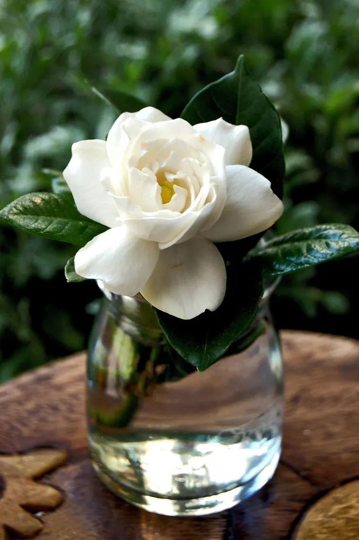 2006年拍攝於我家陽台