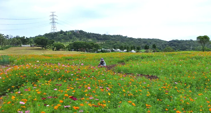 走進花海步道，隱身於花海中