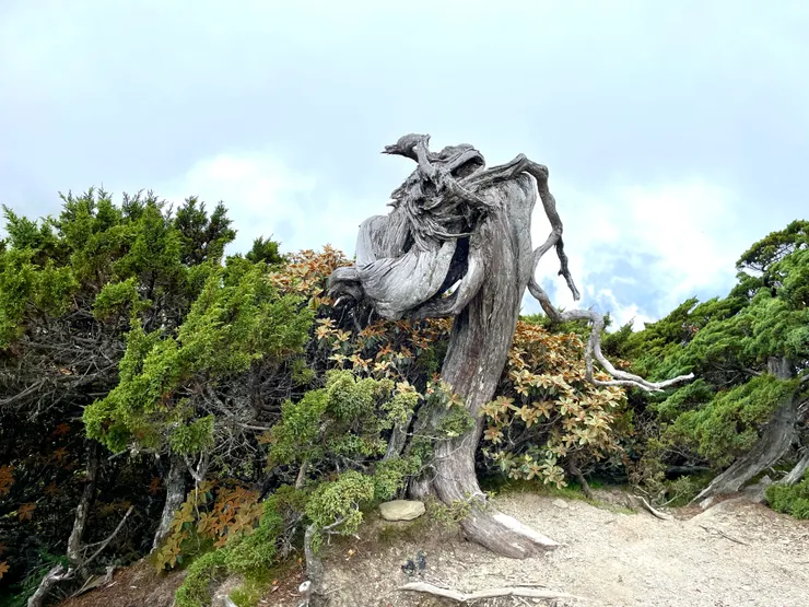 像龍頭的玉山圓柏