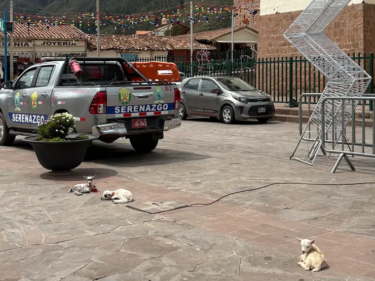 可愛的羊駝寶寶，但再靠近一點就得掏錢出來了🤣