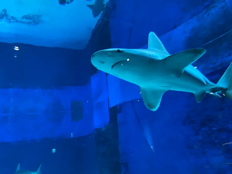 鯊魚好可愛呀~