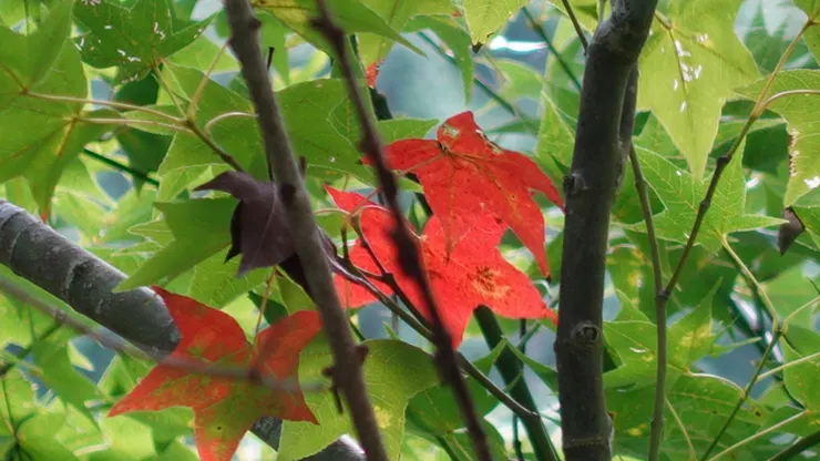 有楓葉 偷偷的轉紅了