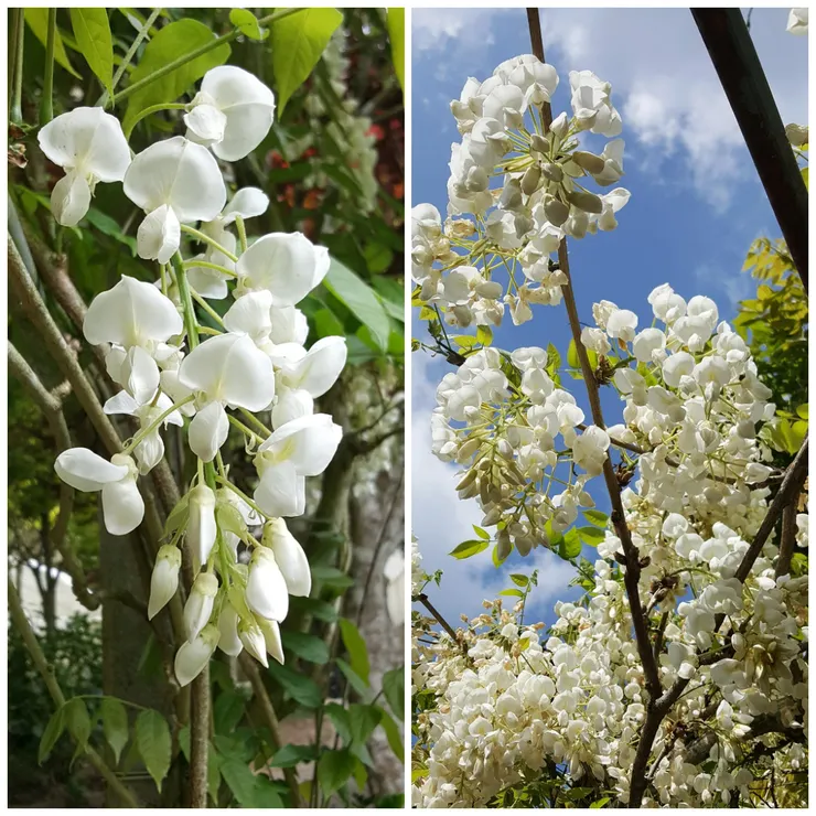 洋槐長得與它的另一個表親：白花紫藤非常相似。