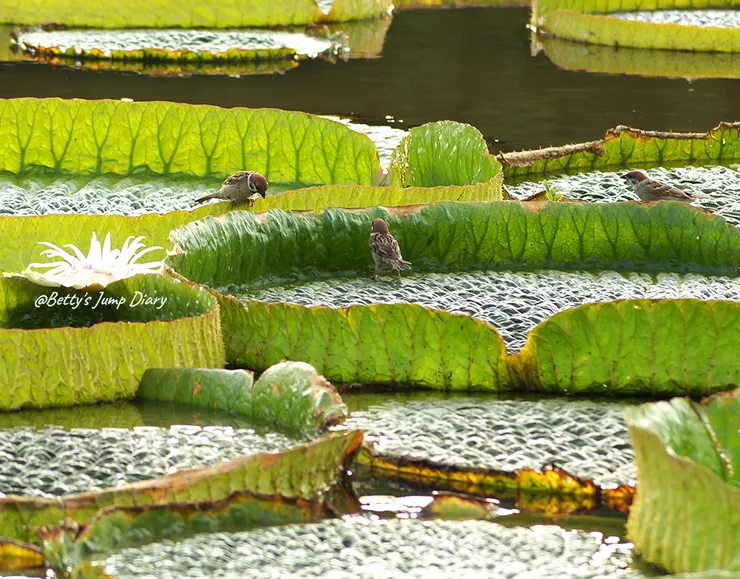 ▲2024桃園蓮花季/圖片來源:Betty's Jump Diary