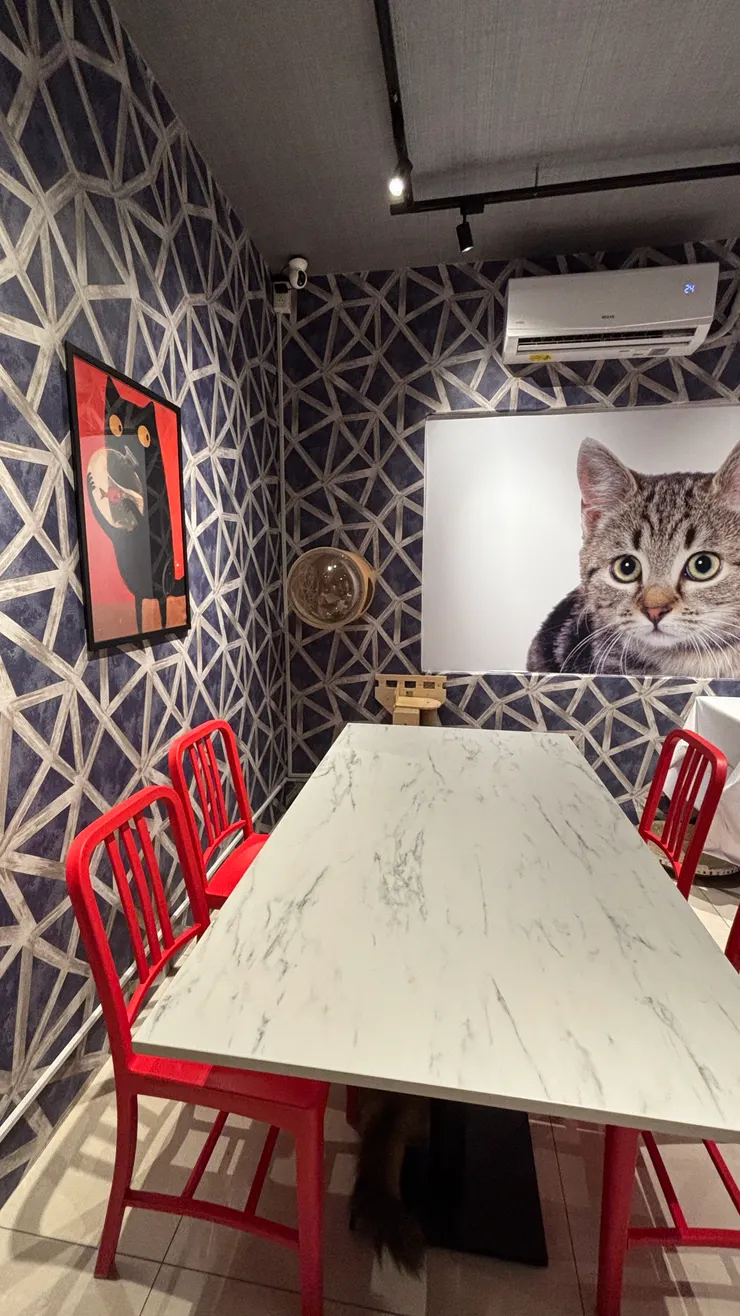 喵喵有約｜其中一隅