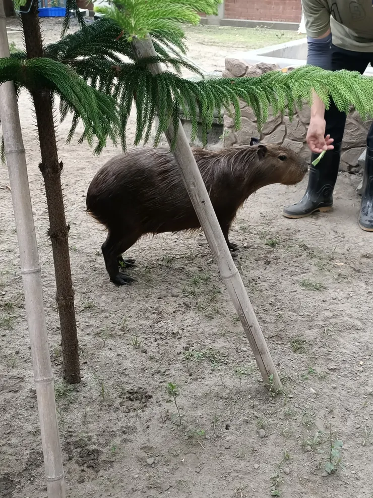 裡面有可愛的水豚