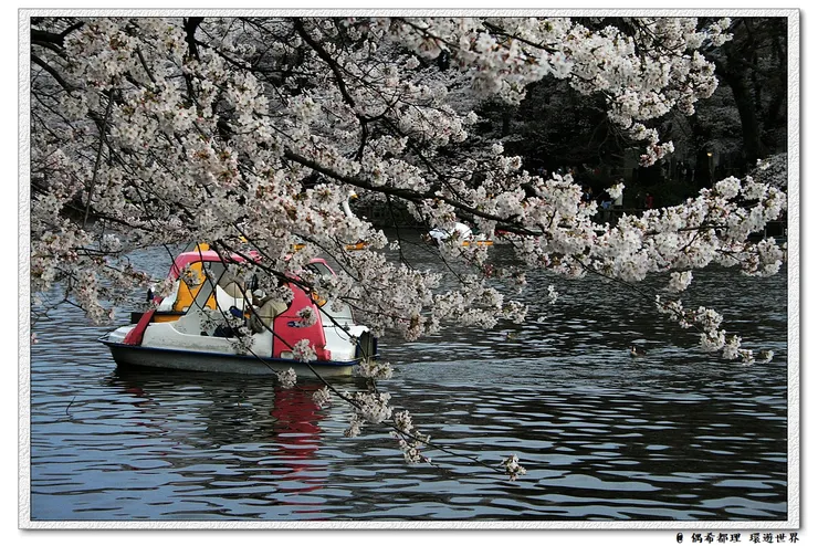 【東京・櫻花】