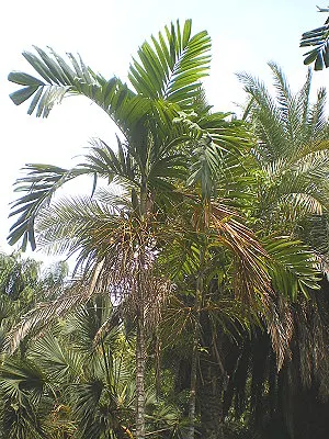 src