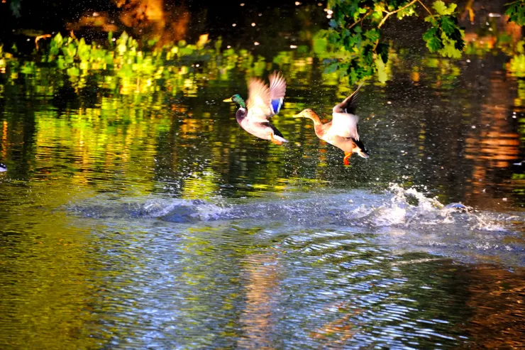 【環顧三十英畝森林草原河流湖泊！不止水貂，也有野鴨。】